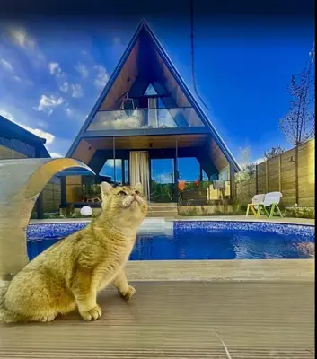 a cat sitting on a deck in front of a house at 7Sense Nature Resort in Sapanca