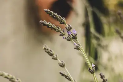 a close up of a plant with purple flowers at Doğanın Kalbindeki Eviniz-9 Kişi in Gemlik