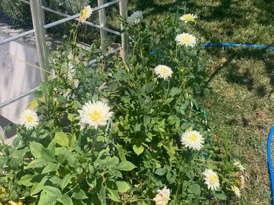 a bunch of white flowers growing next to a fence at Villa Elysium in Gebze