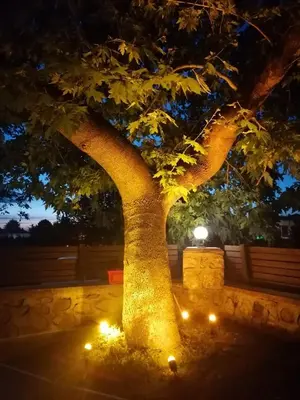 a lit up tree with lights under it at Vital Home Sapanca Isıtmalı Havuzlu Villa&Bungalov in Sapanca