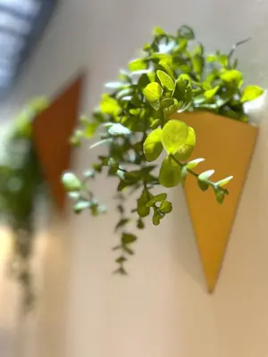 a green plant in a yellow pot on a wall at Flex Ortakoy in Istanbul