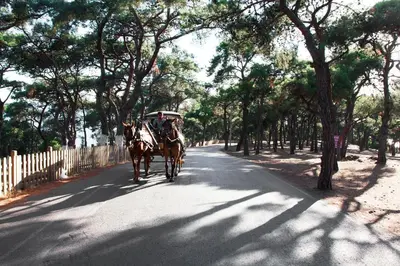 a couple of horses pulling a carriage down a road at Orhan Kutbayin Evi in Buyukada