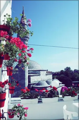 a group of flowers in pots in front of a building at No20 Hotel Sultanahmet in Istanbul
