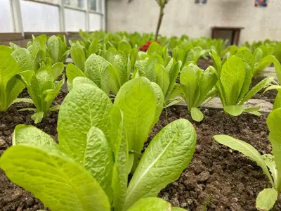 a row of green plants in a greenhouse at Crowne Plaza Istanbul Oryapark by IHG in Istanbul