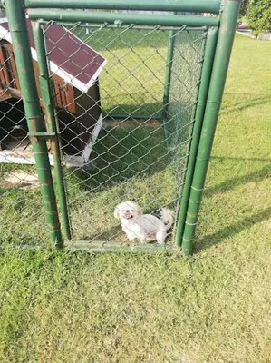 a small dog sitting inside of a fence at Serbesler Botanik, No 1 Comfortable Villa in Sakarya