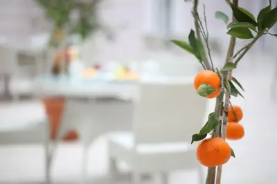 a bunch of oranges on a tree branch at Luxor Garden Hotel in Kocaeli