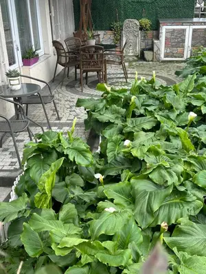 a garden with lots of green plants and tables and chairs at Sea view House in Istanbul