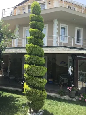 a cone shaped tree in front of a house at Villa Elegance in Kocaeli
