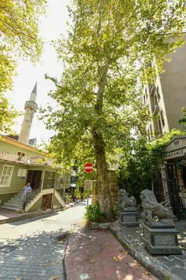 a tree on the side of a street with a building at Taksim Private Terrace Close to Antique Store Galata Port Cihangir in Istanbul