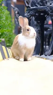 a brown and white rabbit sitting next to a bench at King Pansiyon in Karamandere