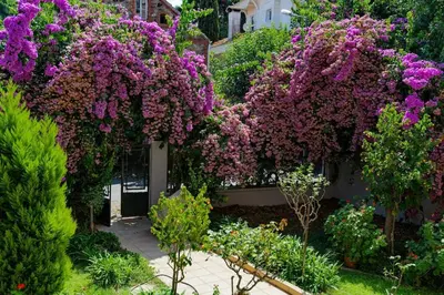 a garden with purple flowers on the side of a building at Bright and Cozy 2BR Apt In The Center Of Buyukada in Adalar