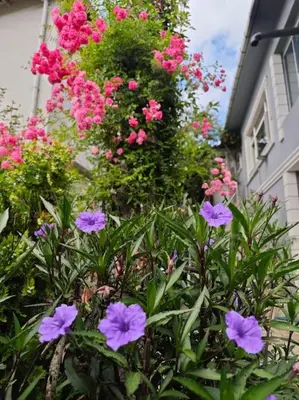 a bunch of pink flowers in front of a house at A beautiful house on the Bosphorus in a wonderful garden in Istanbul
