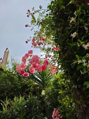 a bunch of pink flowers in a garden at A beautiful house on the Bosphorus in a wonderful garden in Istanbul