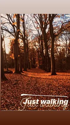 a group of trees with leaves on the ground at Rahat bahçeli polonezköyde butik evimiz in Beykoz