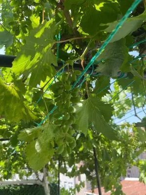 a bunch of green grapes hanging from a tree at Taksim Neo Pera Suites in Istanbul
