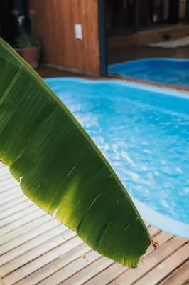 a large green leaf sticking out of a swimming pool at The Jungle Sapanca in Sakarya