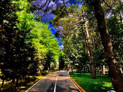 an empty road with trees on both sides at Country , two bedroom and livingroom on Main Street in Çekmeköy
