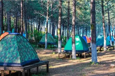 a group of tents in a forest with trees at NZR KAmP in Serdivan