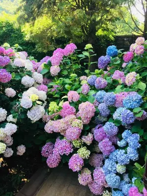 a bunch of purple and blue flowers in a garden at Villa Riva Garden in Polonezkoy