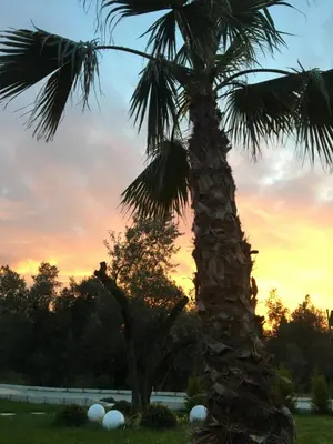 a palm tree with a sunset in the background at Golyaka Stone Garden Hotel in Orhangazi