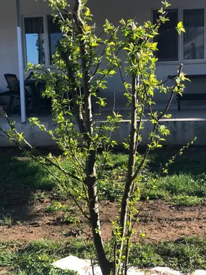 a small tree in front of a house at Polonezköy butik bahçeli ev in Beykoz