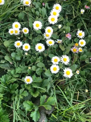 a bunch of white flowers in the grass at Polonezköy butik bahçeli ev in Beykoz