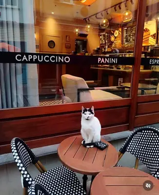 a cat sitting on a table in front of a restaurant at Pink Home 4 in Istanbul