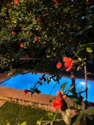a tree with red flowers next to a swimming pool at Villa Denizci in Sapanca