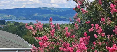 a bunch of pink flowers in front of a house at family villas sapanca in Sapanca