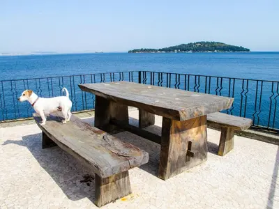 a dog standing on a wooden bench next to the water at Villa Büyükada I Private Pier & Seawater Pool in Istanbul