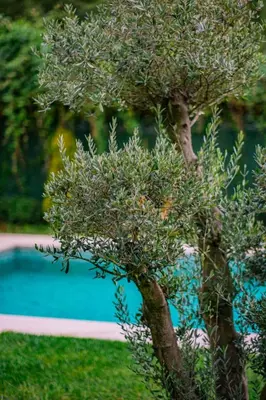 a tree in front of a swimming pool at Deep Luxury Sapanca in Sapanca