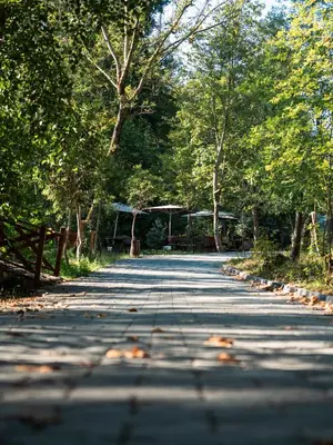 an empty road with trees on both sides at HARA Bıçkıdere in Akyazı