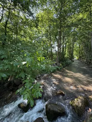 a stream of water with rocks in a forest at HARA Bıçkıdere in Akyazı