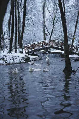 a group of ducks swimming in a river with a bridge at HARA Bıçkıdere in Akyazı