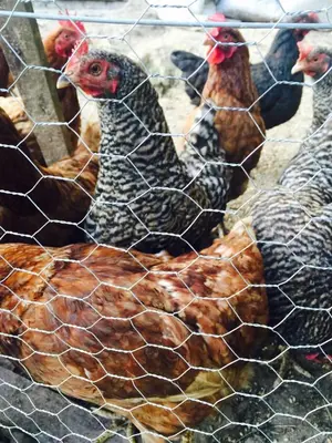 a group of chickens behind a wire fence at Kerpe Diem Otel in Kerpe