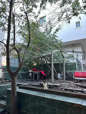 a cat sitting in the middle of a yard at Twin Double X2 Room in Istanbul