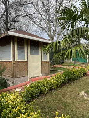 a house with a palm tree in front of it at Ciğ Bungalov Airport in Arnavutköy