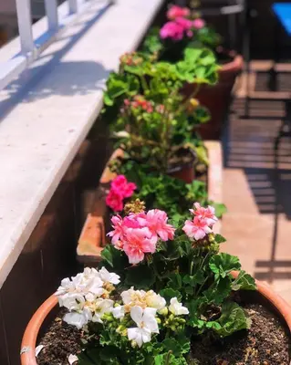 a planter filled with pink and white flowers on a balcony at Theodora Hostel in Istanbul
