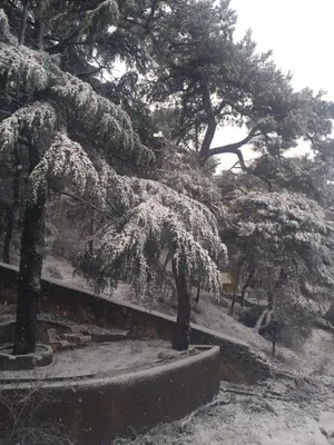 a group of trees with snow on them at Apartament Ada in Buyukada