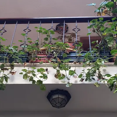 a bunch of potted plants hanging from a shelf at Villa Sphendone Suites Istanbul in Istanbul