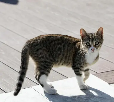 a cat is standing on a wooden floor at Villa Sphendone Suites Istanbul in Istanbul