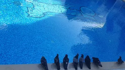 a group of penguins standing in front of a swimming pool at Ascot Hotel Büyükada in Buyukada