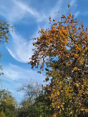 a tree with orange leaves and a blue sky at Butik Hotel Maşukiye in Masukiye