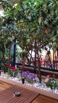 a group of flowers and trees in a window at Boyuguzel Termal Hotel in Bursa