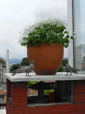 two birds standing next to a potted plant at Berk Guest House - Grandma's House in Istanbul