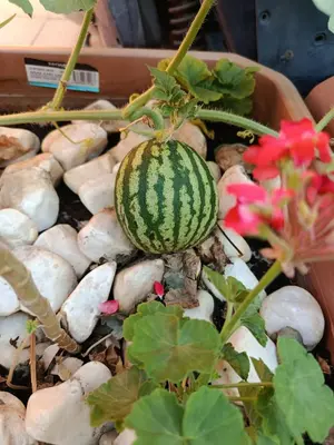 a watermelon sitting on top of rocks next to flowers at Sultan Hostel & Guesthouse in Istanbul