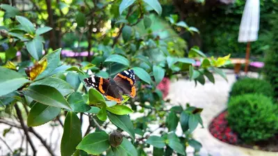a butterfly sitting on top of a plant at Tuzla Garden Hotel & Spa in Tuzla