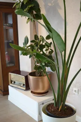 a potted plant sitting on top of a table at Yankı Hotel in Çekirge