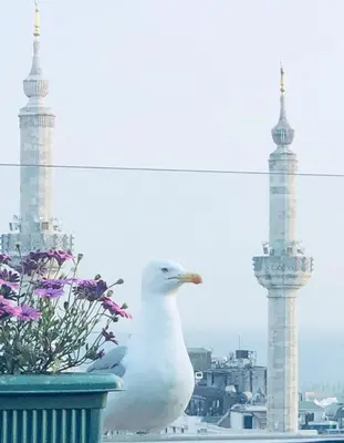 a white seagull standing next to a pot of flowers at Grand Washington Hotel in Istanbul
