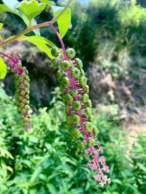 a bunch of green grapes hanging from a plant at Polonezköy Country Club & Accommodation in the Wildlife Park! in Beykoz